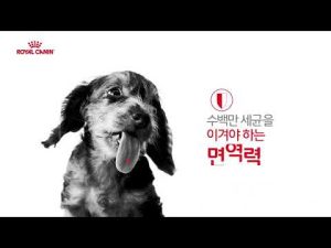 로얄캐닌 강아지 – 디지털 2020