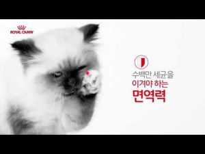 로얄캐닌 고양이 – 디지털 2020